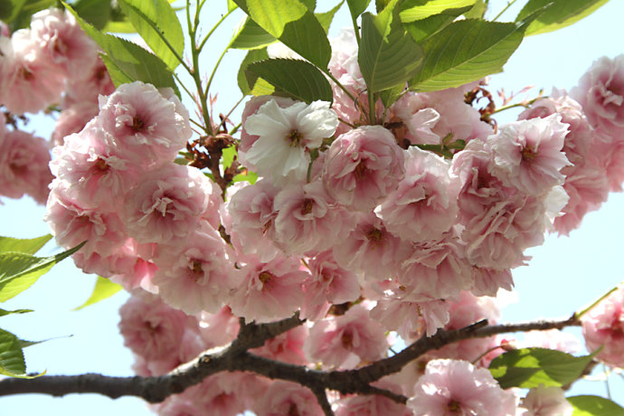 烟花三月送您一份中国最全赏樱宝典 图5