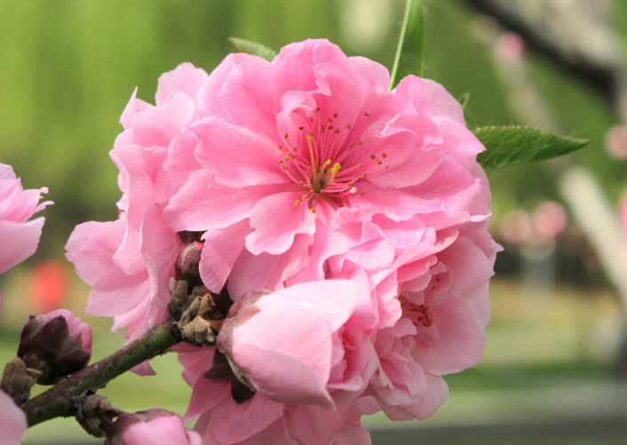 烟花三月送您一份中国最全赏樱宝典 图9