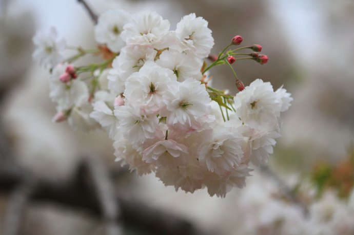 烟花三月送您一份中国最全赏樱宝典 图18