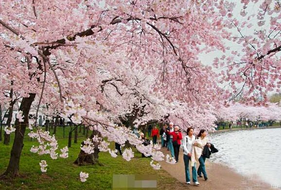 烟花三月送您一份中国最全赏樱宝典 图20