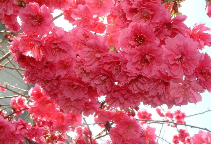 烟花三月送您一份中国最全赏樱宝典 图23