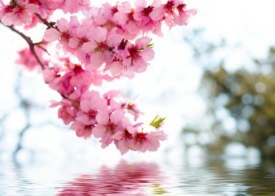烟花三月送您一份中国最全赏樱宝典 图25