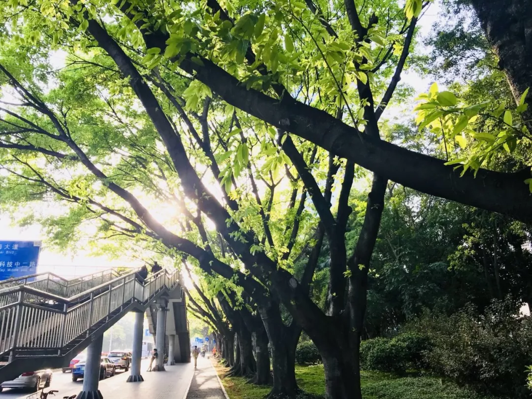 【恭喜】COCOECAR·智能车载HUD又获奖了 图9